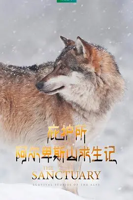 《庇护所：阿尔卑斯山求生记》：绝境中的人性光辉，一场与自然的殊死搏斗